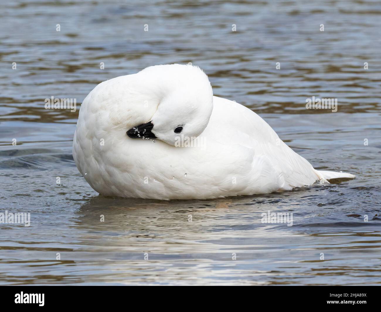 Un'oca maschio adulta, Chloephaga Hybrid, pulendo le sue piume su West Point Island, Isole Falkland. Foto Stock
