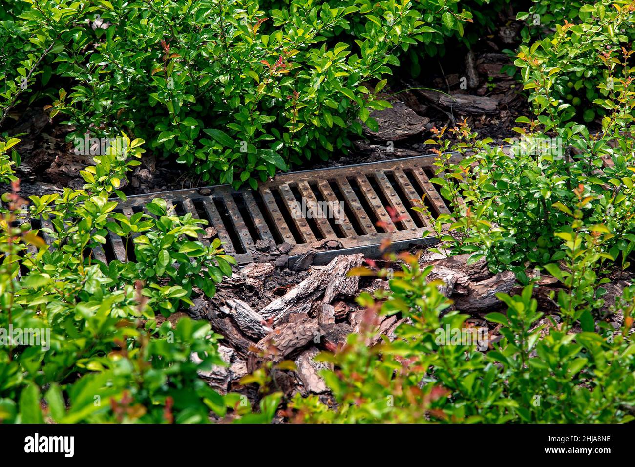 rete di drenaggio arrugginita nel paesaggio per il drenaggio dell'acqua piovana nel letto del giardino deciduo cespuglio con corteccia di alberi pacciamatura nel giardino sul cortile illuminato Foto Stock