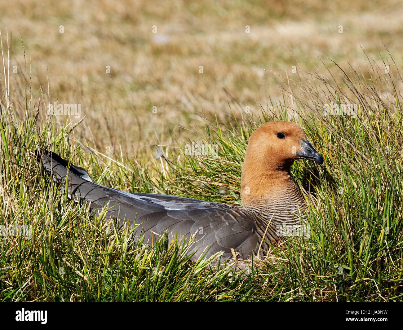 Un'oca adulta a testa ruddy, Chloephaga rubidiceps, sul suo nido a New Island, Falkland. Foto Stock