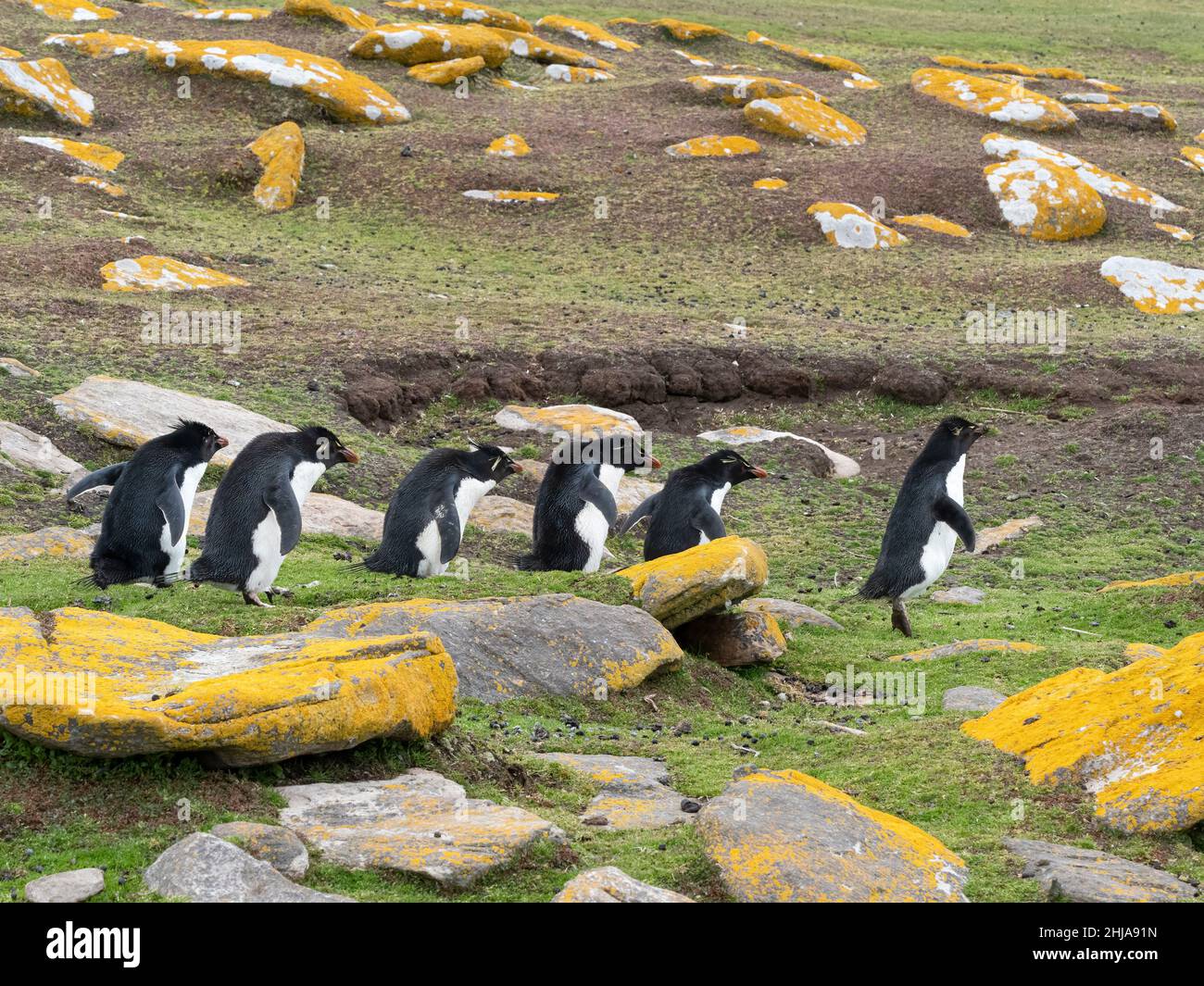 Pinguini adulti del sud del rockhopper, Eudyptes chrysocome, sull'isola di Saunders, Isole Falkland. Foto Stock