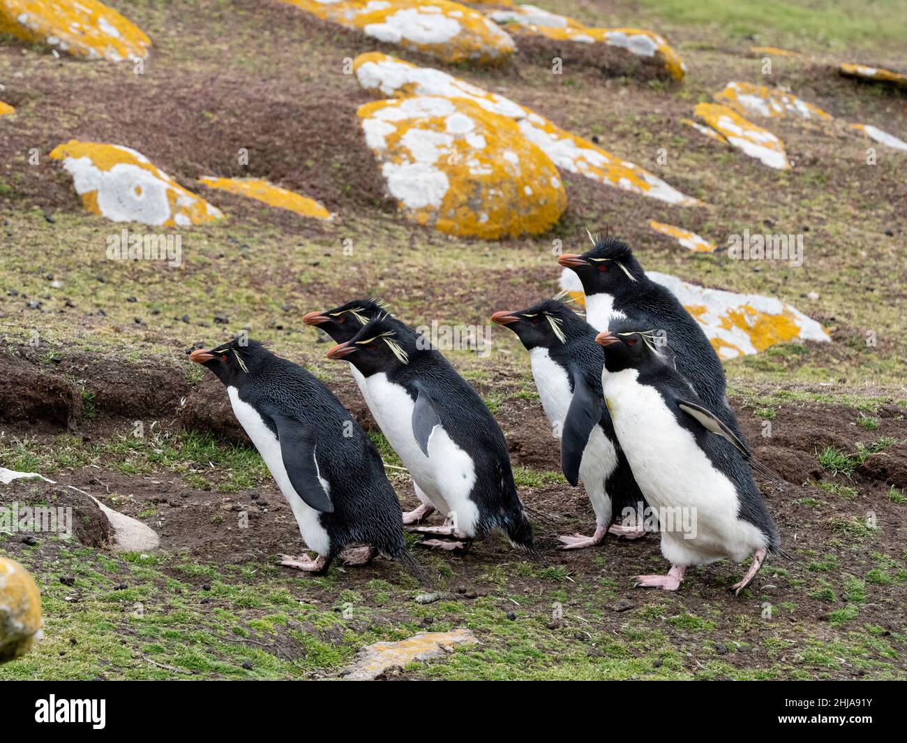 Pinguini adulti del sud del rockhopper, Eudyptes chrysocome, sull'isola di Saunders, Isole Falkland. Foto Stock