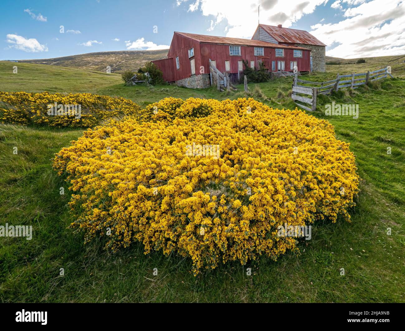 Vista dell'insediamento di pecore abbandonato nel 1992 sull'isola di Keppel, Falklands. Foto Stock
