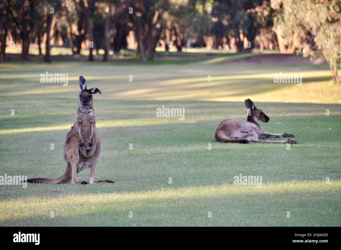 Due canguri su un campo da golf al tramonto in Australia Foto Stock