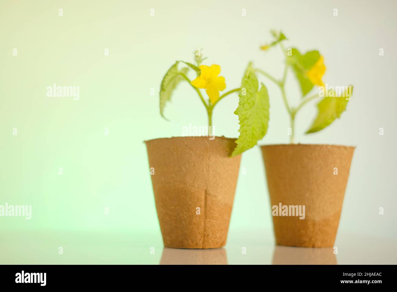 Cetrioli pianta in caps di torba su sfondo verde. Coltivazione di vegetali. Giardinaggio e agricoltura. Cetrioli crescenti. Foto Stock