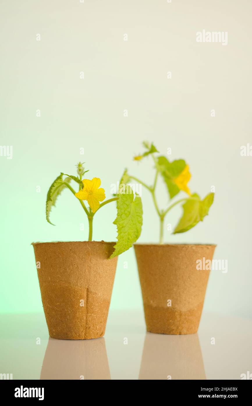 Cetrioli pianta su sfondo verde. Che cresce vegetali. Giardinaggio e agricoltura. Cetrioli crescenti. Foto Stock