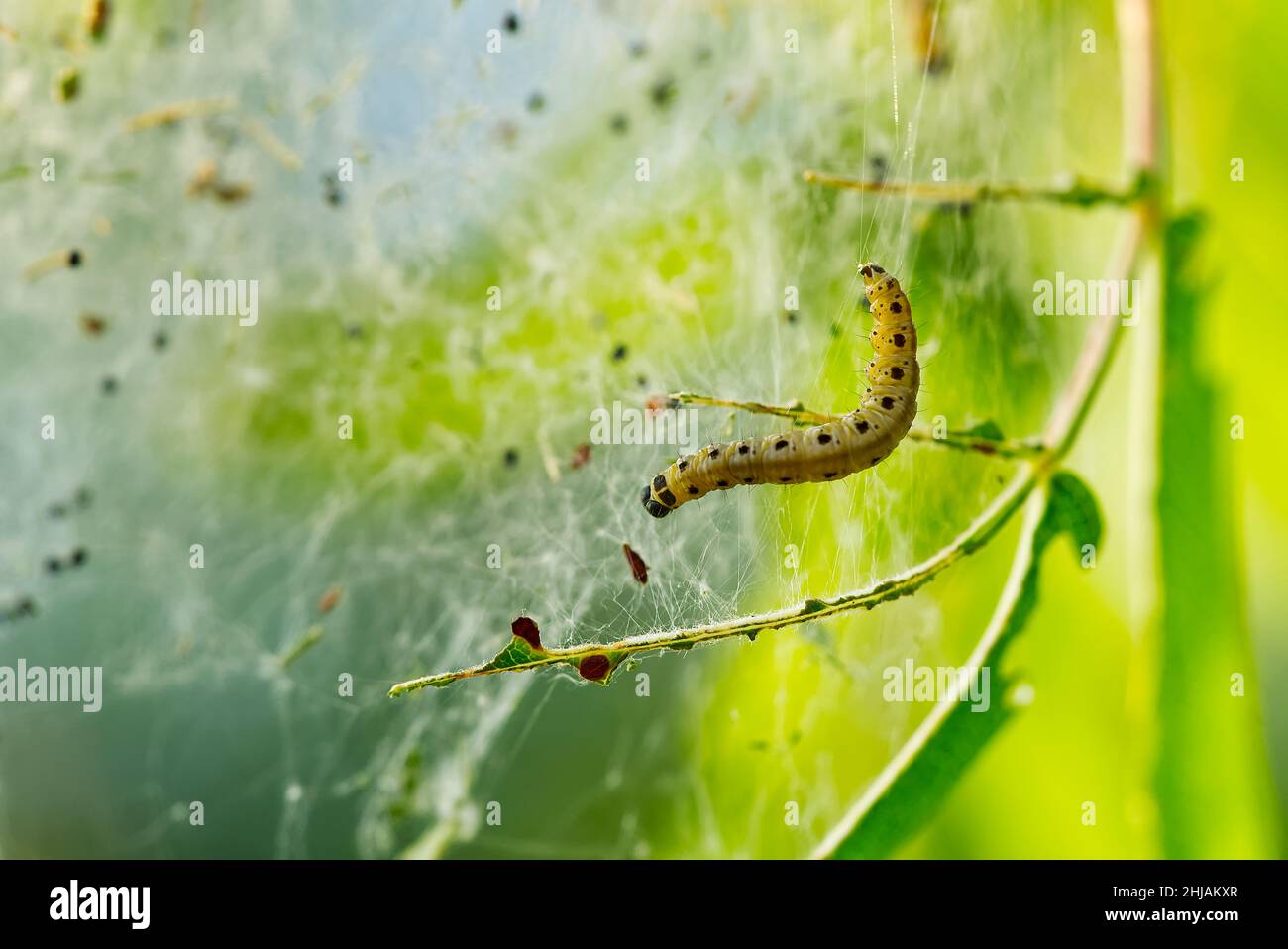 Yponomeuta malinellus o mela ermine moth. Colonia di larve su ramo di albero giardino Foto Stock