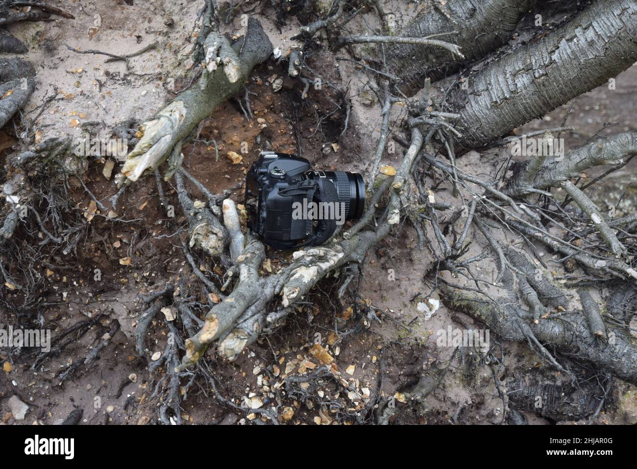 fotocamera su albero morto Foto Stock