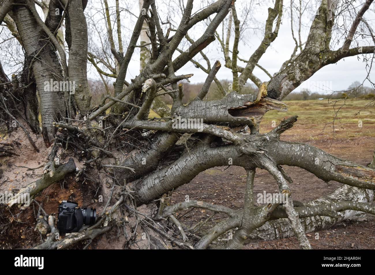 fotocamera su albero morto Foto Stock