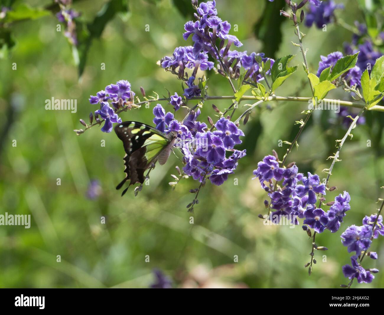 Una farfalla di colore giallo lime verde e nero su fiori viola di Geisha Girl in un subtropicale Australian Coastal Garden, sfondo verde sfocato Foto Stock