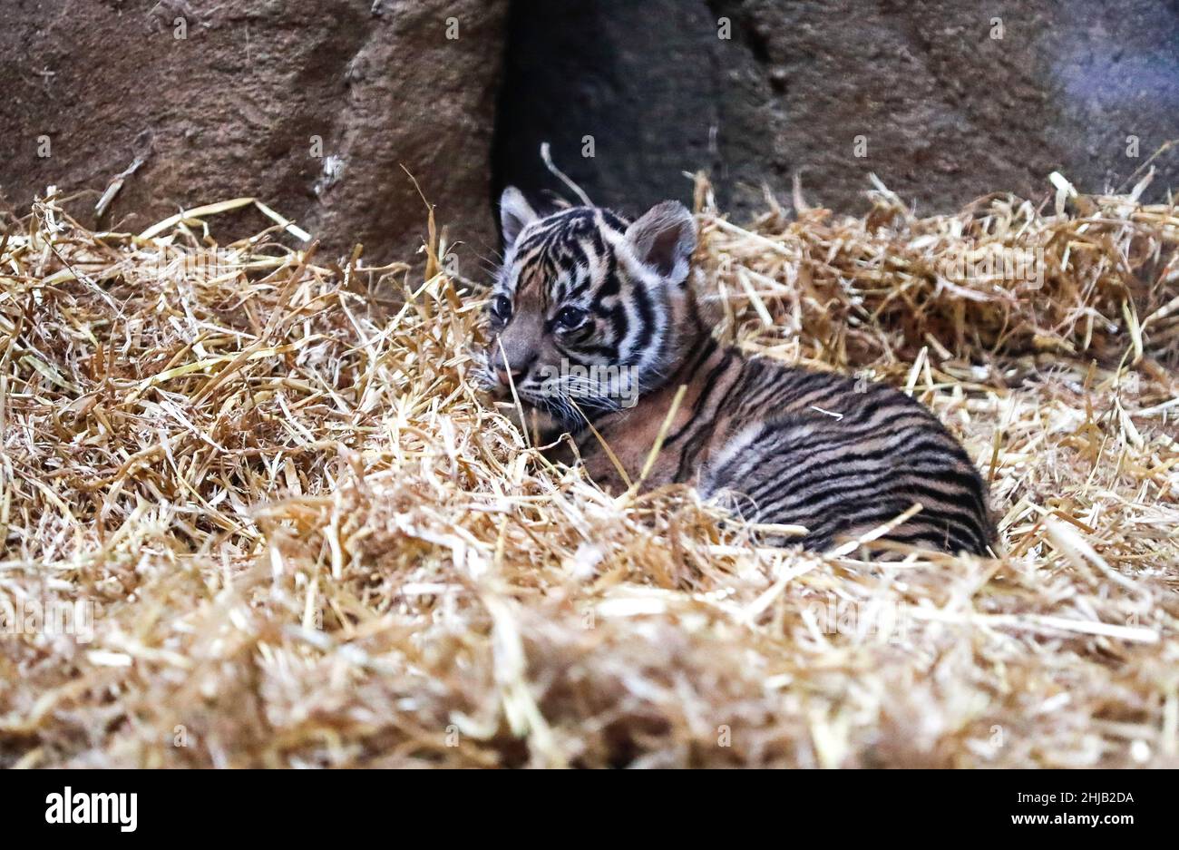 Londra, Gran Bretagna. 27th Jan 2022. Un cucciolo di tigre di Sumatran è visto allo ZSL (la Società Zoologica di Londra) Zoo di Londra in Gran Bretagna, il 27 gennaio 2022. Il mese scorso qui è nato un cucciolo di tigre Sumatran. La tigre di Sumatran è classificata come criticamente minacciata dalla lista rossa delle specie minacciate dell'Unione Internazionale per la conservazione della natura. Credit: Han Yan/Xinhua/Alamy Live News Foto Stock