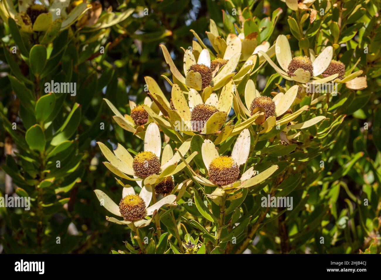 South African Wildflower: Alcuni fiori di un Leuadendron visto su Table Mountain, Capo Occidentale del Sud Africa Foto Stock