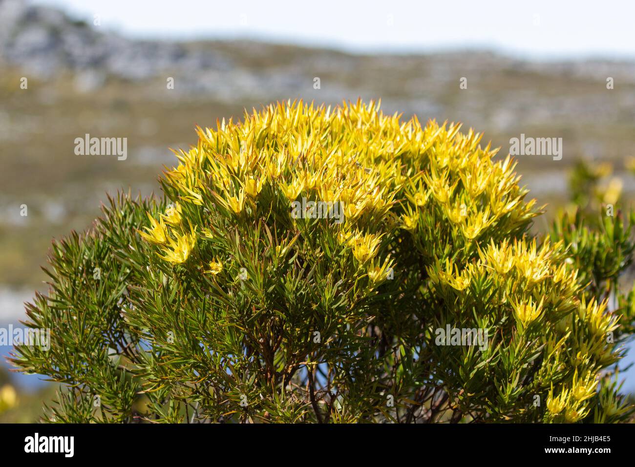 Leuadendron in habitat naturale su Table Mountain, Capo Occidentale del Sud Africa Foto Stock