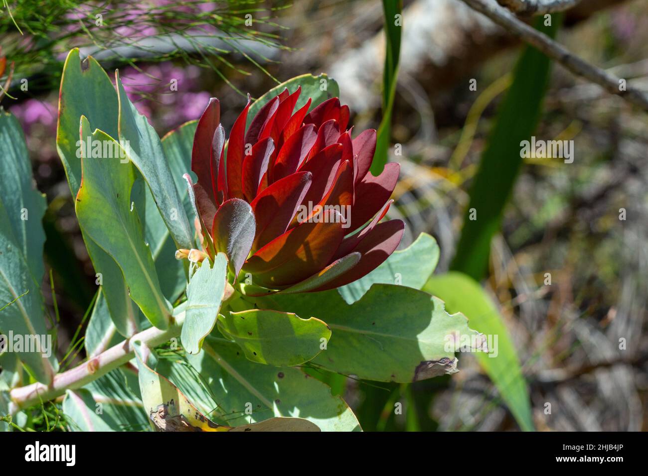 Fiore rosso di Drosera nitidula sul Table Mountain nel Capo occidentale del Sud Africa Foto Stock