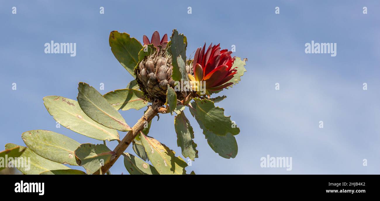 Ritratto di un fiore di Protea nitida e cielo blu in habitat naturale nel Capo Occidentale del Sud Africa Foto Stock