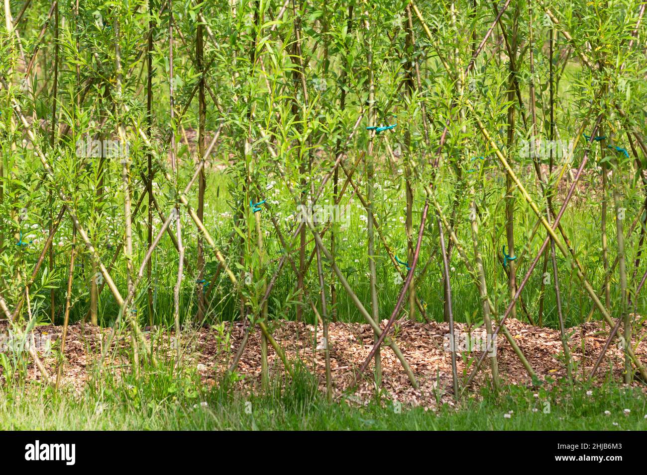 Alberi sottili geminati insieme nel disegno come decorazione Foto Stock