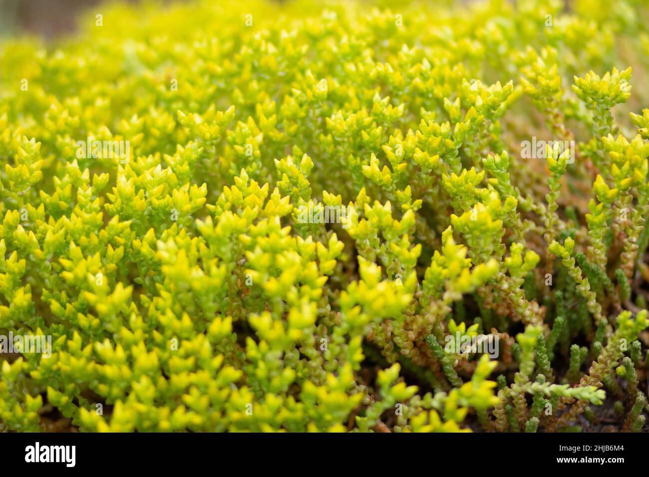 Offuscato da vicino molti fiori Goldmuss Stonecrop Foto Stock