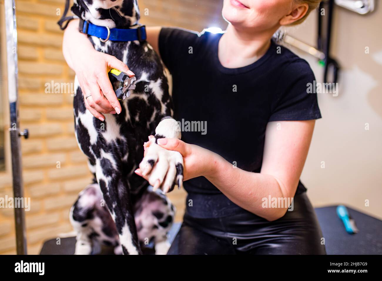 Giovane donna taglio cane dalmazia chiodo con strumento speciale Foto Stock
