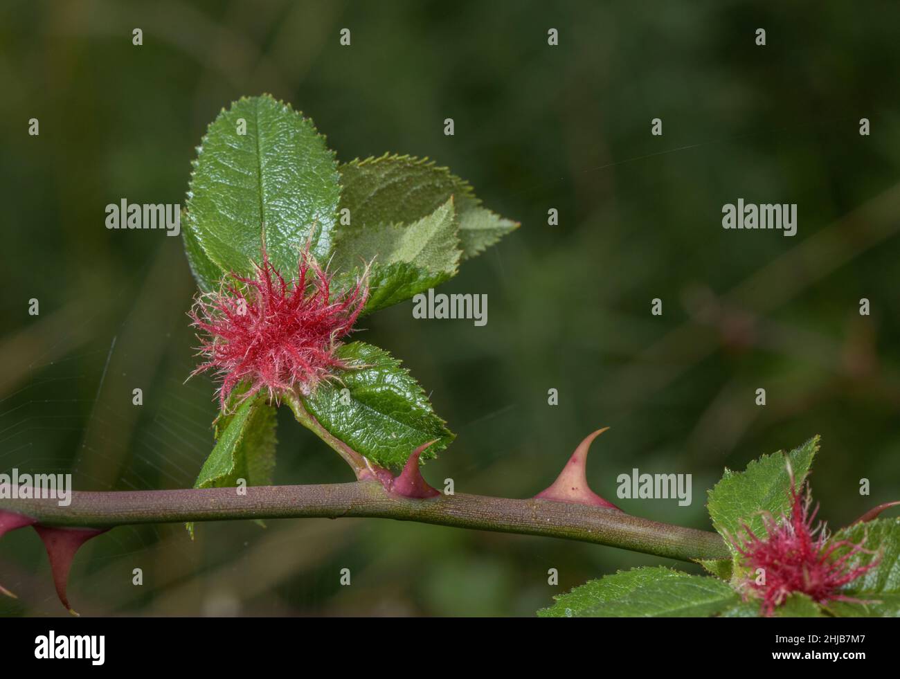 Beduguar gall o Robin's pincushion, Diplolepis rosae, su cane rosa cespuglio, Dorset. Foto Stock