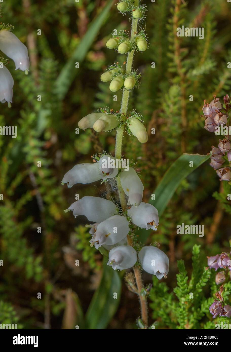 Forma bianca di brughiera Dorset, Erica Ciliaris, su brughiera umida a Purbeck, Dorset. Foto Stock