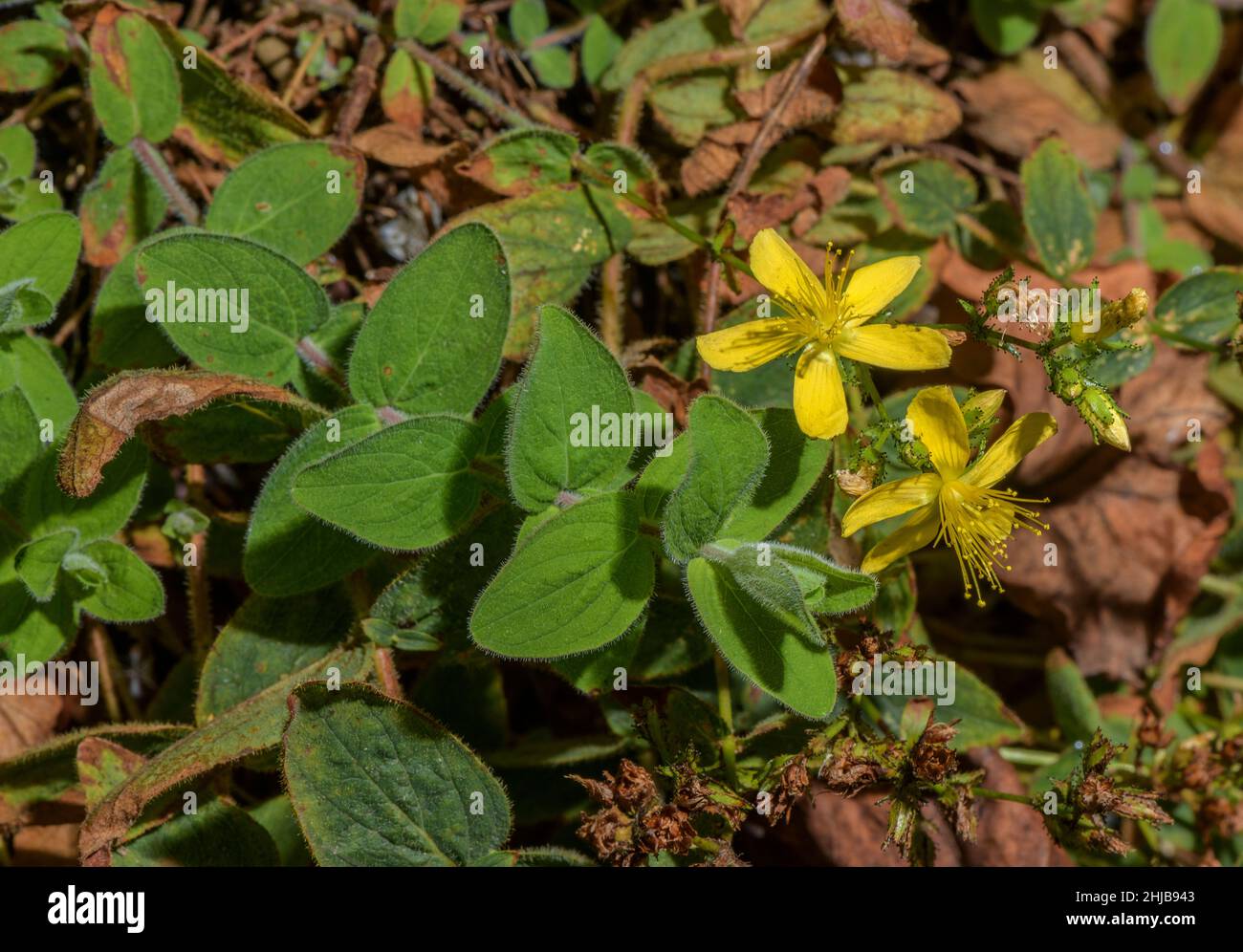 Hypericum delphicum, Grecia Foto Stock