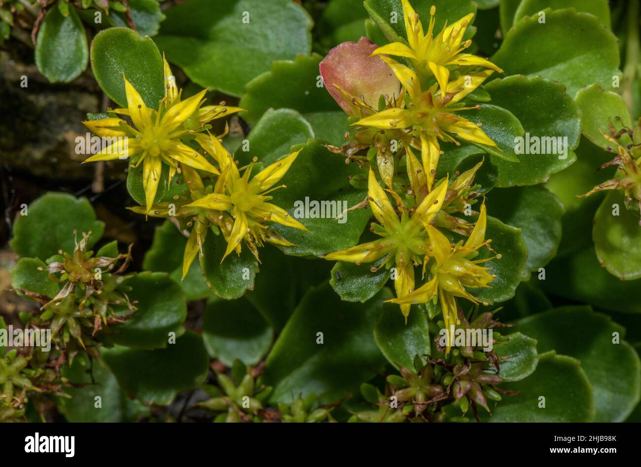 Kamschatka stonecrop, Sedum kamtschaticum, in fiore in giardino. Dalla Russia. Foto Stock