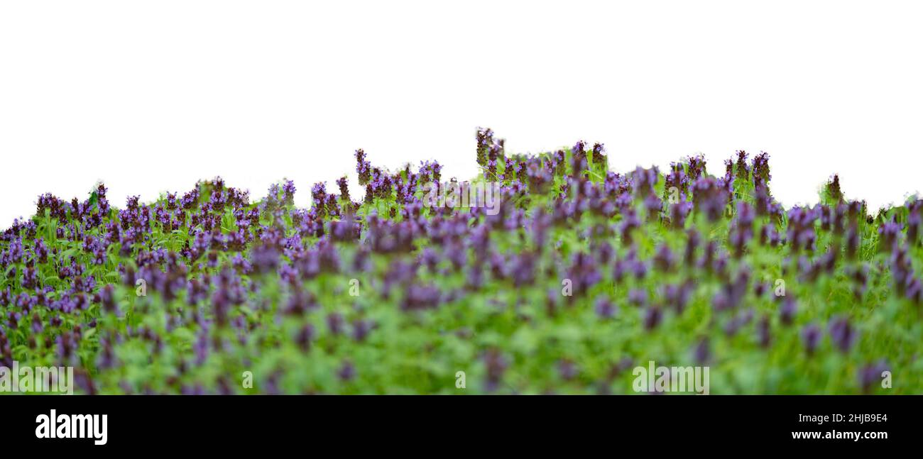 Erba e fiori primaverili viola isolati su bianco Foto Stock