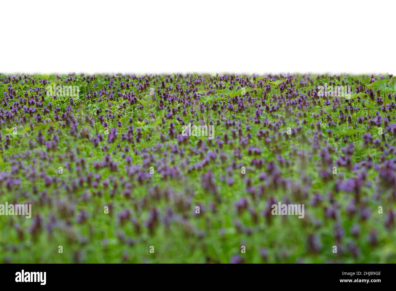 Erba e fiori primaverili viola isolati su bianco Foto Stock
