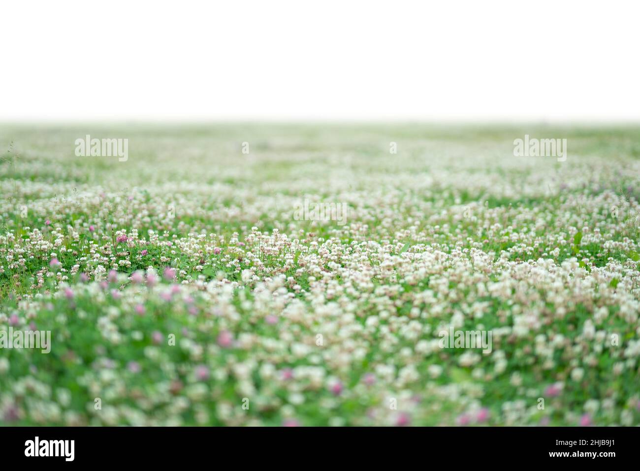 Erba e fiori primaverili isolati su bianco Foto Stock