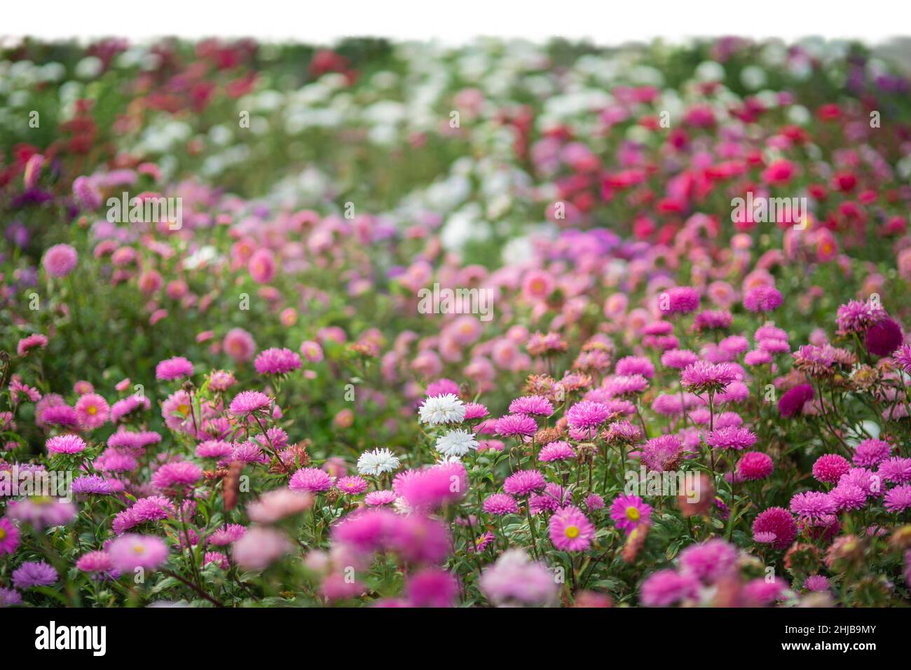 Erba e fiori estivi rosa isolato su bianco Foto Stock