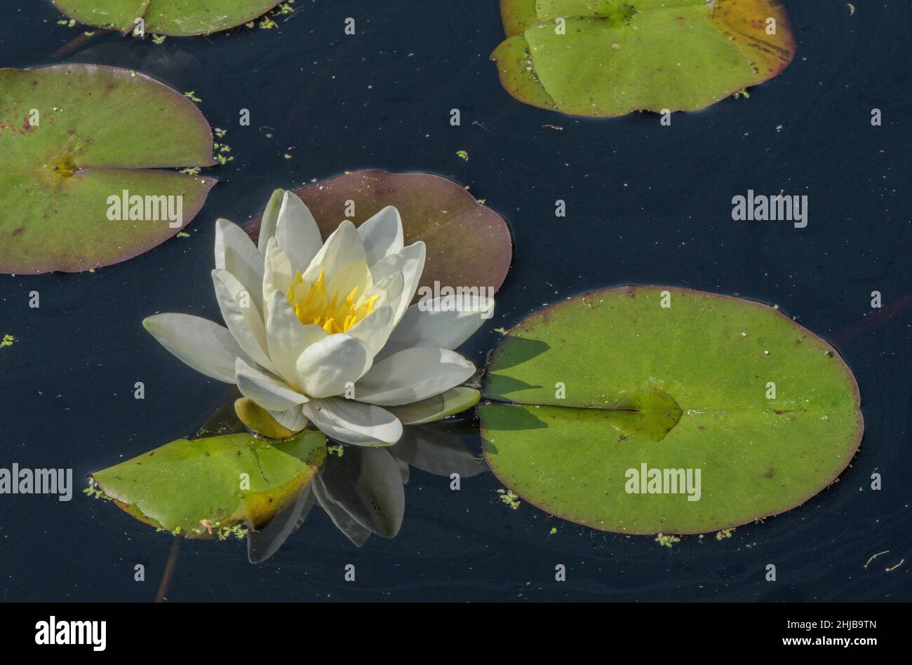 Un giglio d'acqua, Nymphaea odorata ssp tuberosa in fiore in stagno. Foto Stock
