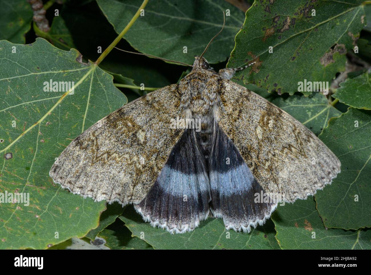 Clifden nonpareil, Catocala fraxini, Moth, arroccato sulla sua foodplant, Aspen. Foto Stock