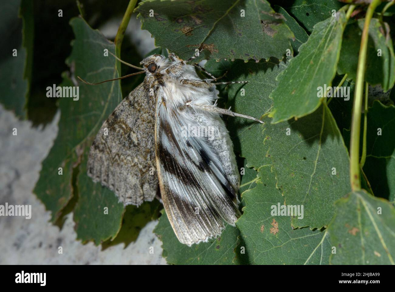 Clifden nonpareil, Catocala fraxini, Moth, arroccato sulla sua foodplant, Aspen. Foto Stock