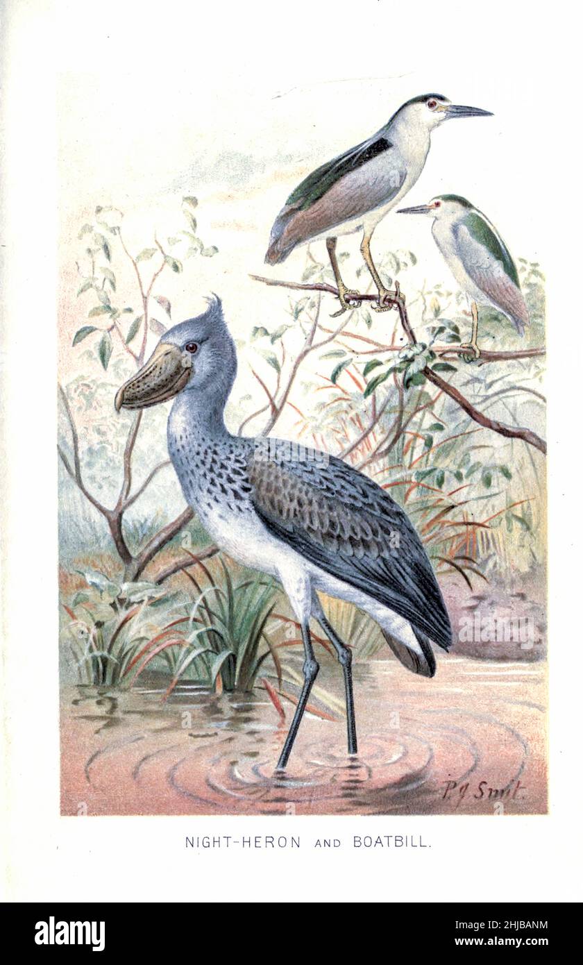 Night Heron (Nycticorax nycticorax) e Boatbill (airone Cochlearius coclearius) illustrato da Pierre Jacques Smit dalla storia naturale reale a cura di Richard Lydekker, Volume IV pubblicato nel 1895 Foto Stock