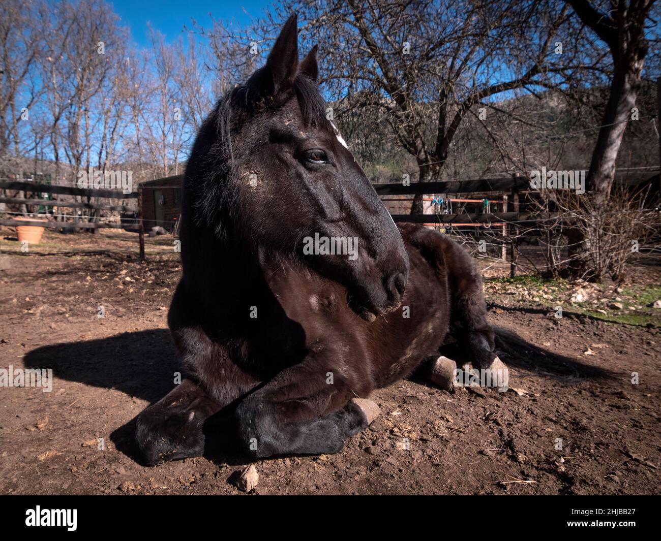 Nero Mare di Annoveria riposato nel suo paddock in una giornata di sole. Foto Stock