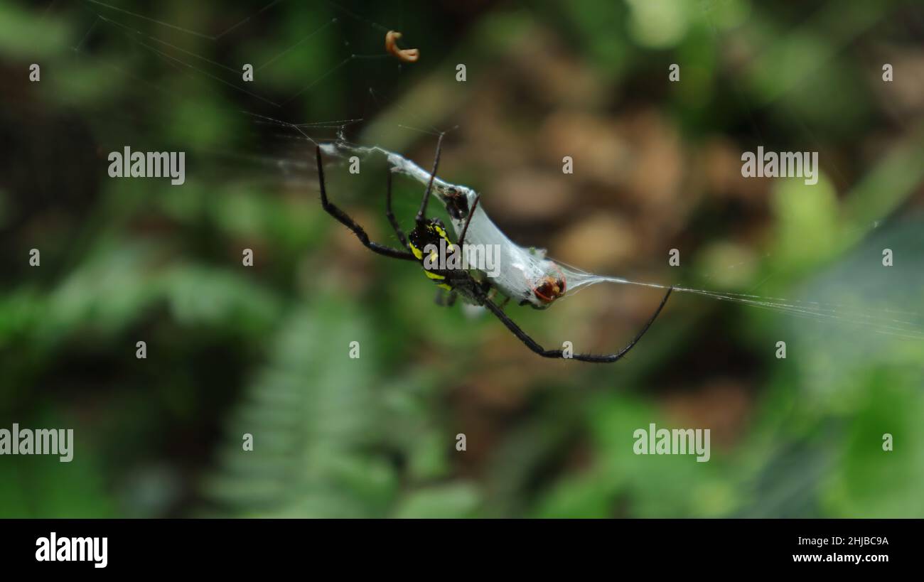 Primo piano di un ragno femmina ad orb (Argiope aetherea) con un insetto sconosciuto. Questa preda è avvolta dalla seta del ragno e il ragno sta alimentando Foto Stock