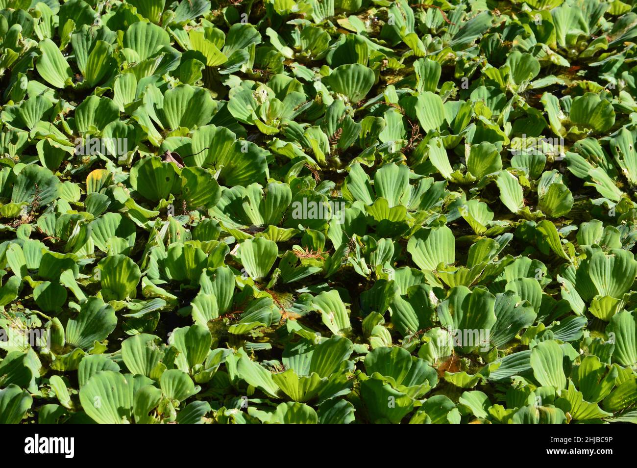 Cavatappi Swamp Foto Stock