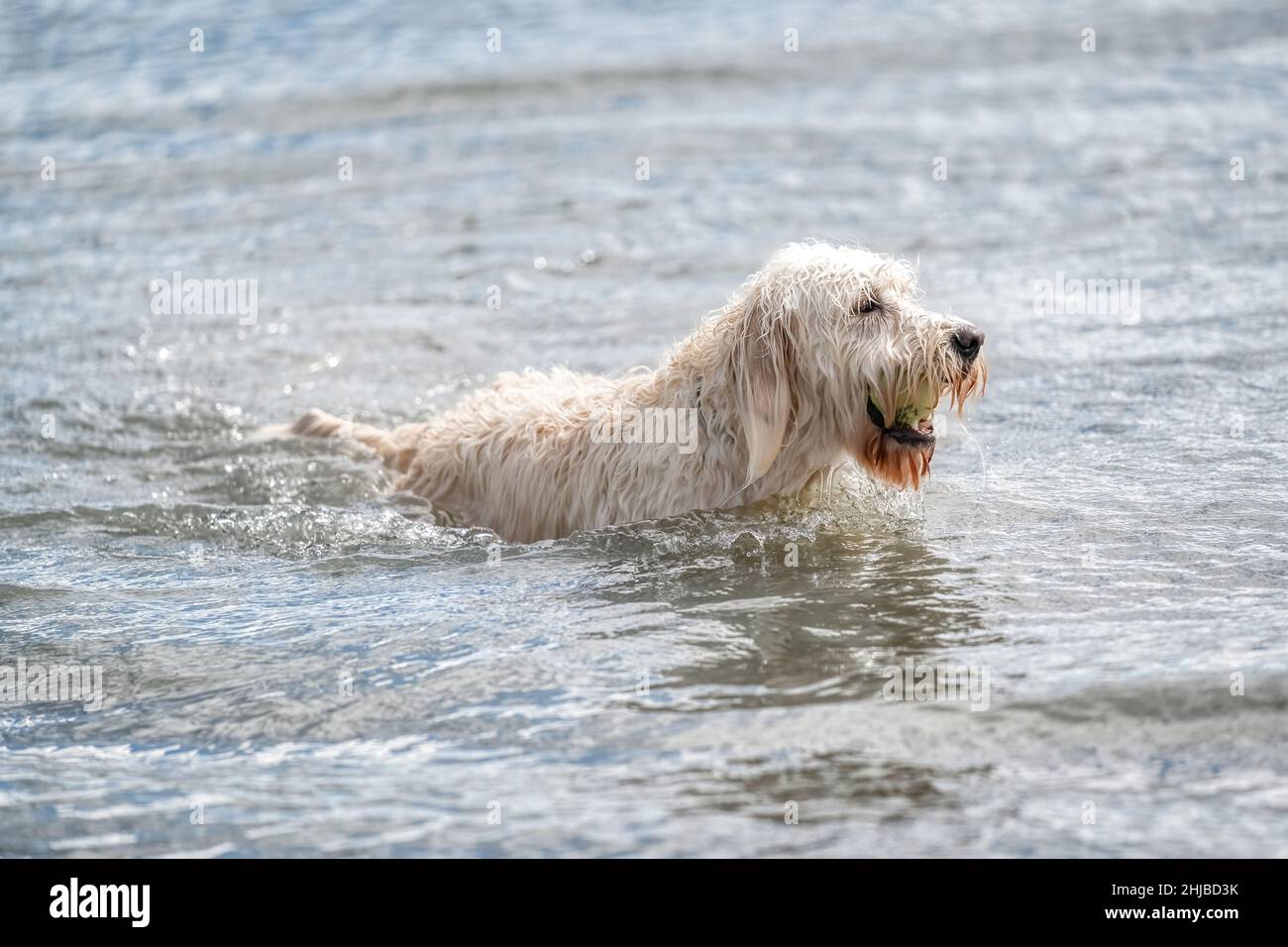 Labradoodle cane che gioca in un lago. Il cane bianco nuota nella sfera di Water.Yellow nella sua bocca. Foto Stock