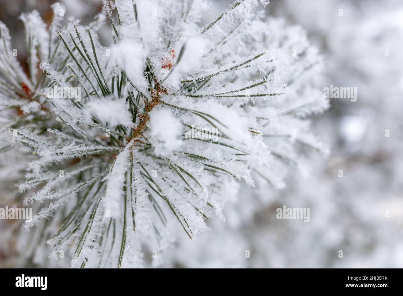 Bella sfondo naturale con brina di abeti ricoperti di neve. Spazio di copia. Inverno incredibile con temperature molto basse. Tempo che fa i vostri occhi Foto Stock