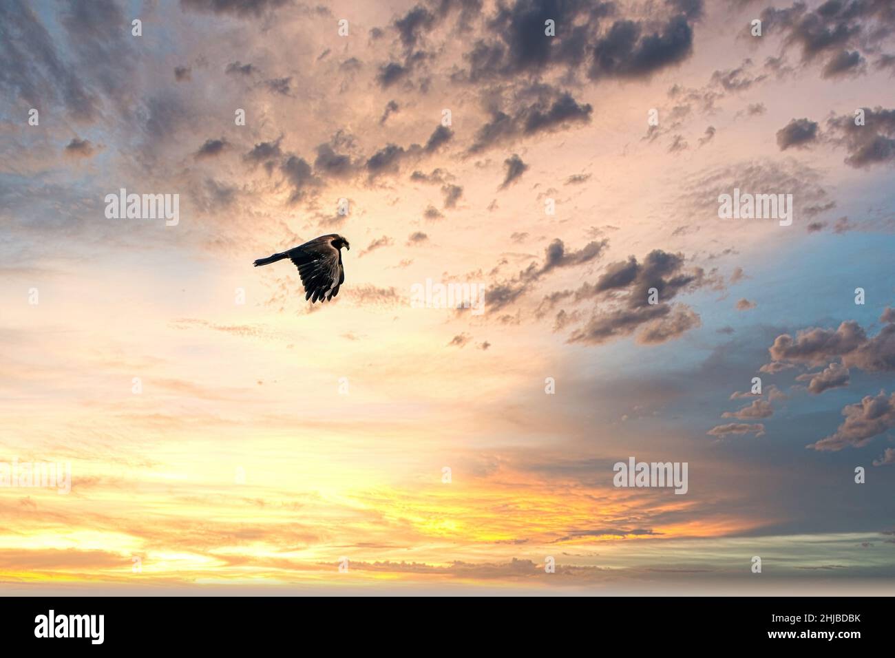 Buzzard in volo con le ali allungate, con spettacolare, drammatico cielo blu e arancione. Colorato, un animale, sfondo, temi animali, tramonto. Foto Stock