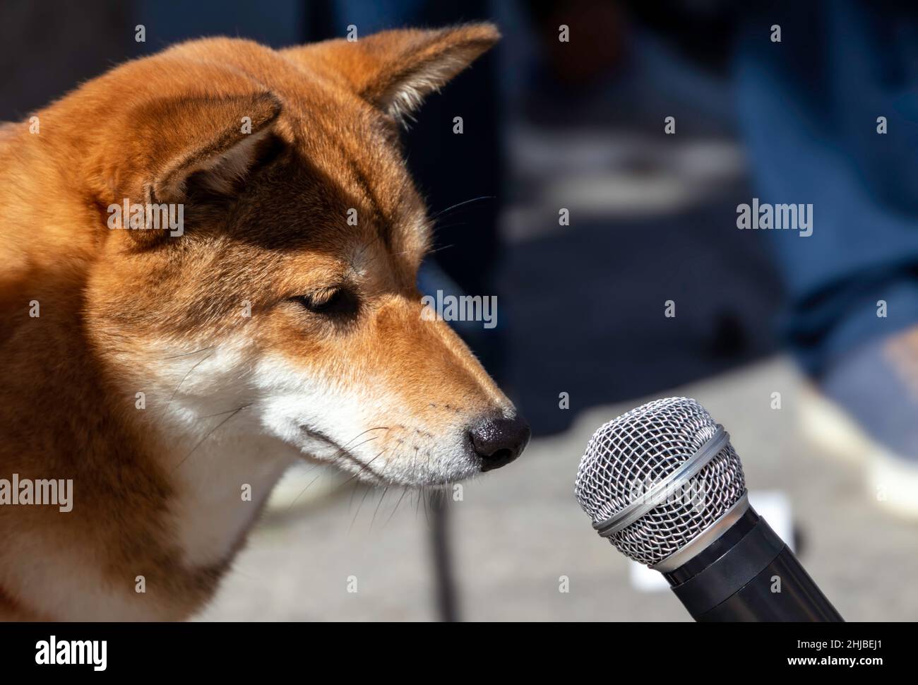 Un cane shiba Inu giapponese che guarda da vicino in un microfono Foto Stock