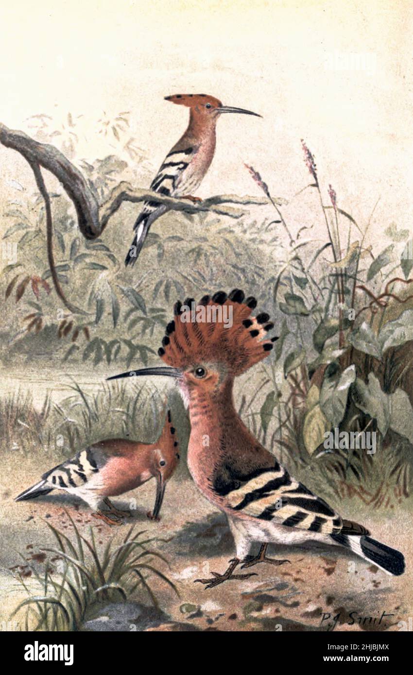 Hoopoe (Upupa epops), illustrazione del 19th secolo. Questo uccello si trova in tutta Europa, Asia, Africa settentrionale e subsahariana e Madagascar. Migra verso le regioni tropicali più calde in inverno. Abita terreno coltivato con erba corta dove caccia insetti e vermi. Illustrato da Pierre Jacques Smit dalla storia naturale reale a cura di Richard Lydekker, Volume IV pubblicato nel 1895 Foto Stock