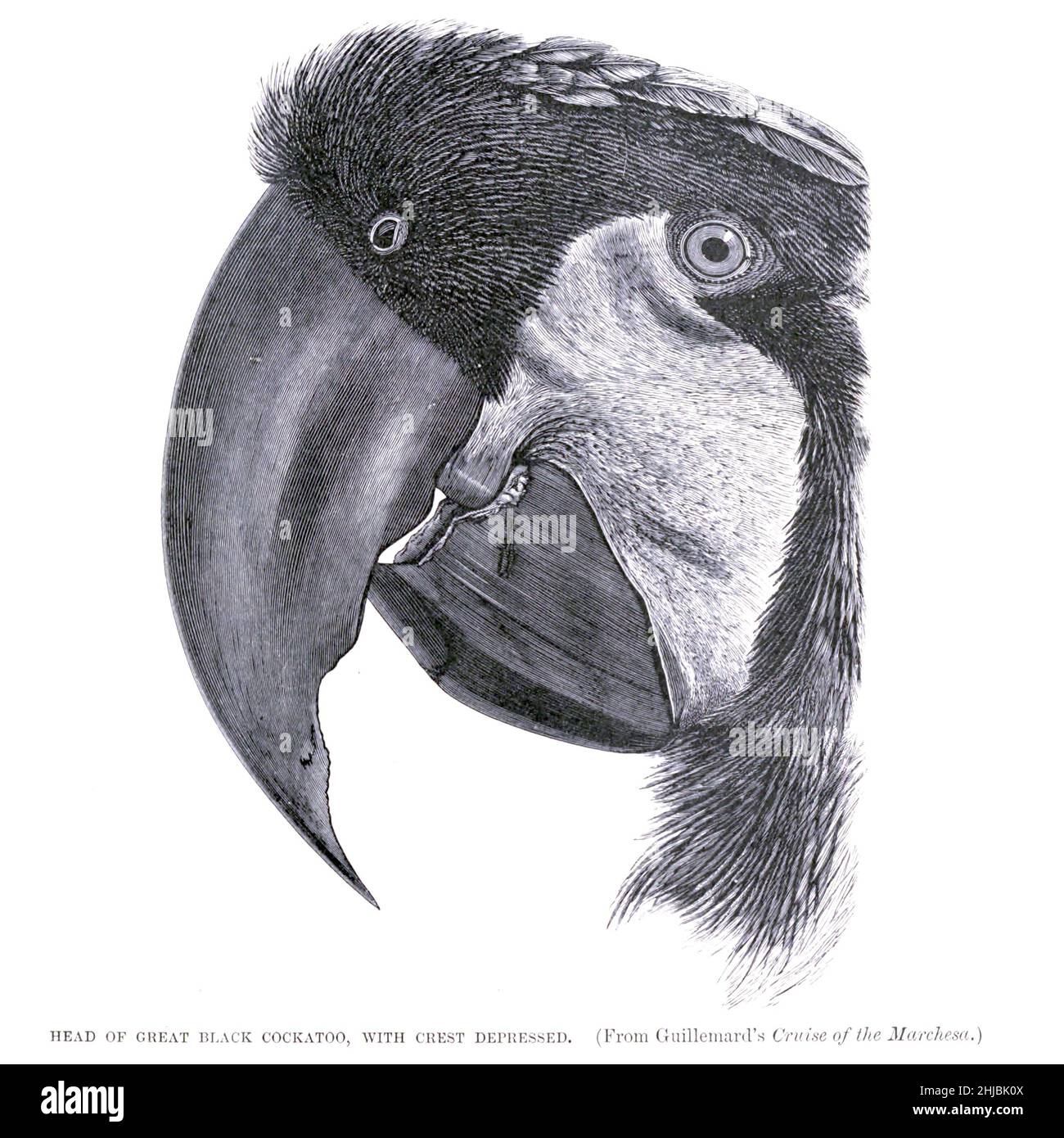 TESTA DI GRANDE COCKATOO NERO, CON CREST DEPRESSO. Il cockatoo delle palme (Procosciger aterrimus), noto anche come il cockatoo goliath o grande cockatoo nero, è un grande pappagallo grigio fumoso o nero