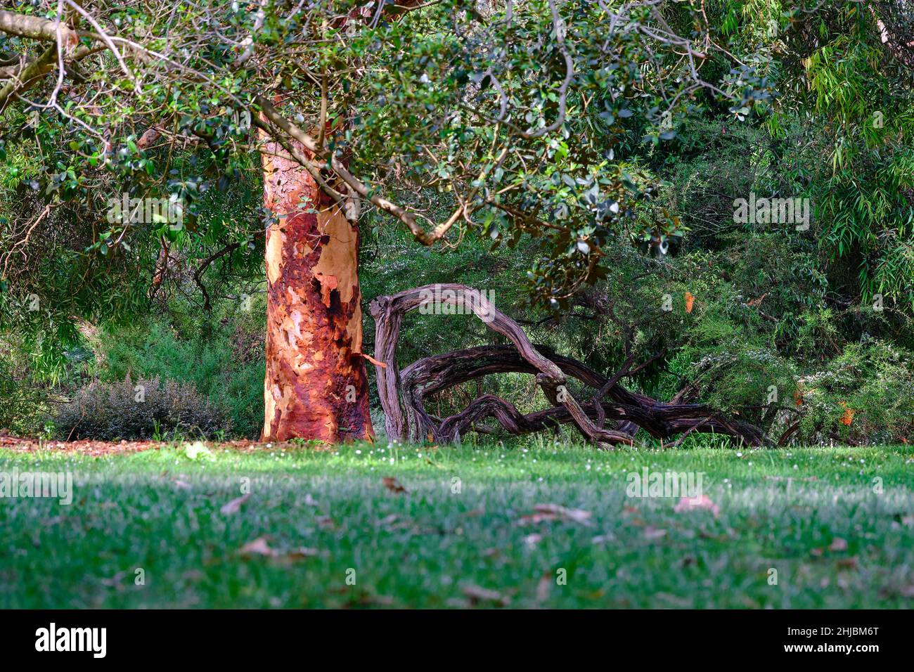 Due alberi Foto Stock