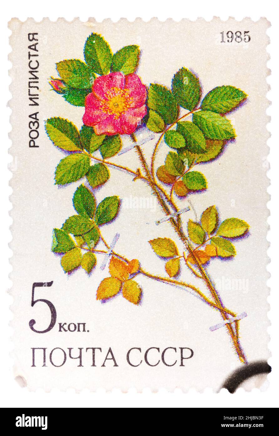 Francobollo dell'URSS (n. catalogo Scott 2008) 5381) mostra una rosa spinosa (Rosa acicularis lindi), una pianta medicinale della Siberia Foto Stock