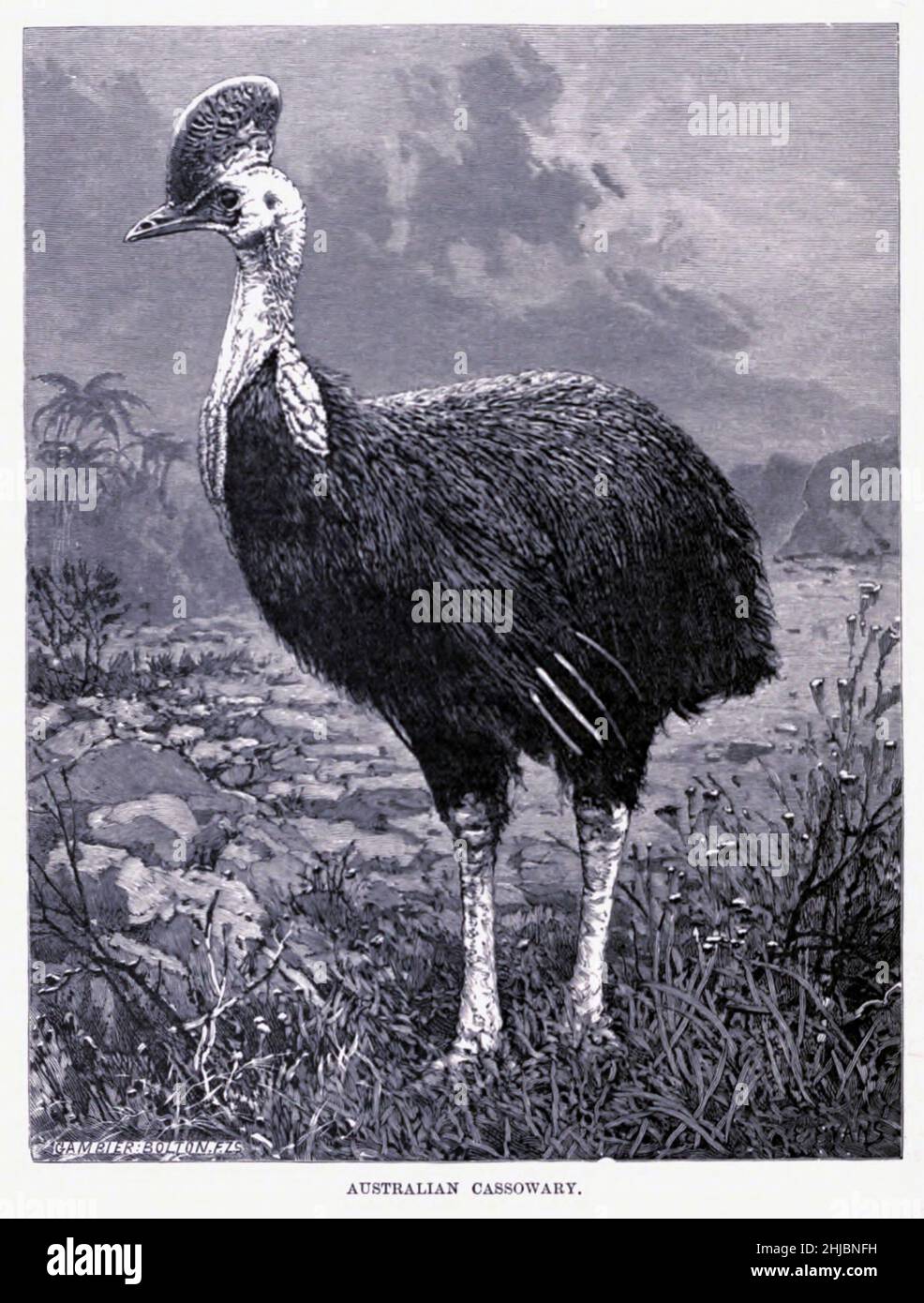 Il cassowary meridionale (Casuarius casuarius), noto anche come cassowary doppio-wattled, cassowary australiano o cassowary doppio-wattled, è un uccello nero grande flightless dalla storia naturale reale a cura di Richard Lydekker, Volume IV pubblicato in 1895 Foto Stock