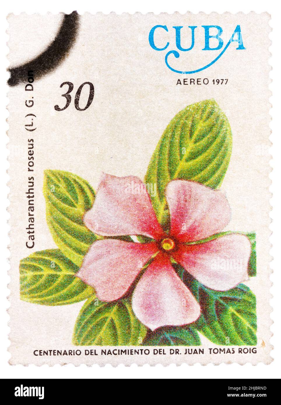 Il francobollo mostra l'immagine di una Vinca Rosea con l'iscrizione 'Catharanthus roseus (L.) G. Don', dalla serie 'Centenario della nascita del dr. Juan Tomas Foto Stock