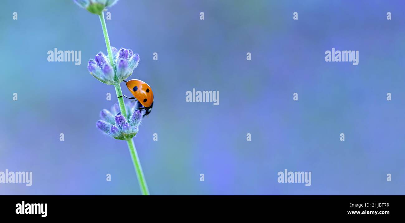 Sette spot ladybird in un ramo di lavanda fiorente. Bellissimo sfondo naturale. Coccinella settempunctata. Foto Stock