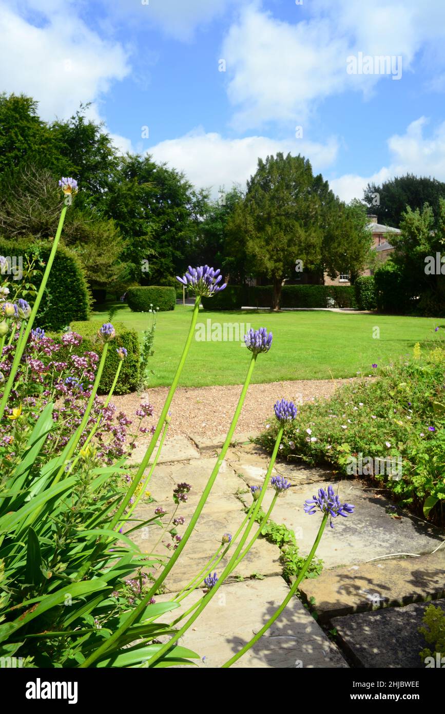 Agapanthus crescente da Saltmarshe Hall 19th secolo casa di campagna a est di yorkshire regno unito Foto Stock