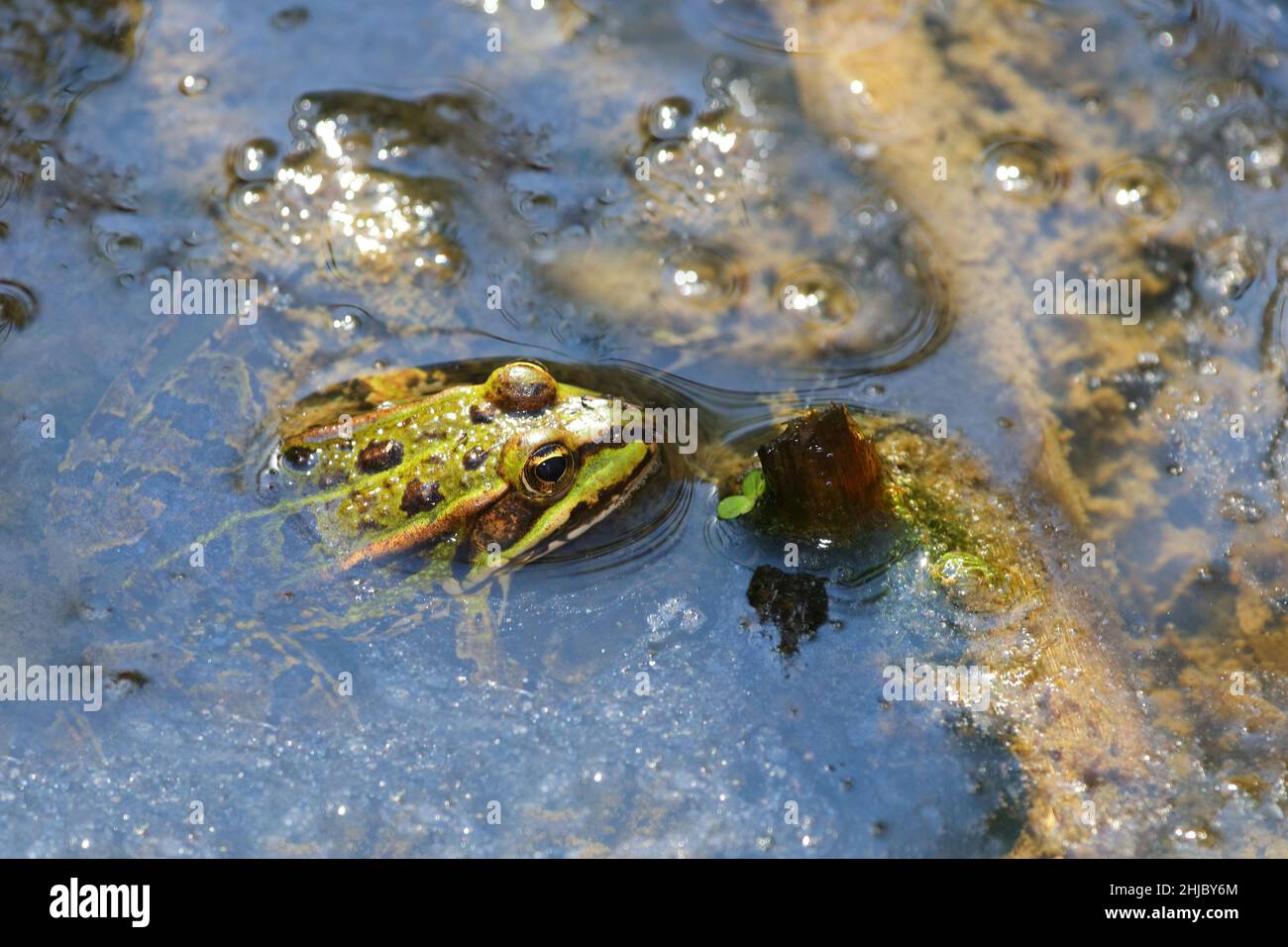 Teichfrosch / Gola dibra / Pelophylax esculentus Foto Stock