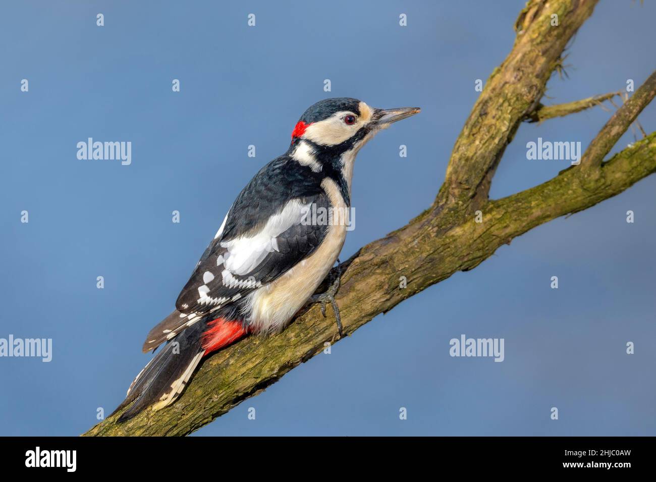 Il grande picchio macchiato (Dendrocopos Major) è un picchio di medie dimensioni con pied black and white piumage e un cerotto rosso sul ventre inferiore Foto Stock